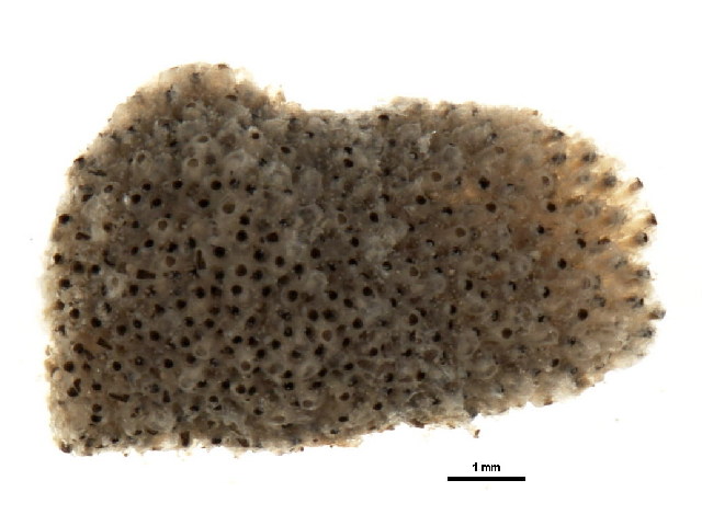 Представитель Семейства Celleporariidae